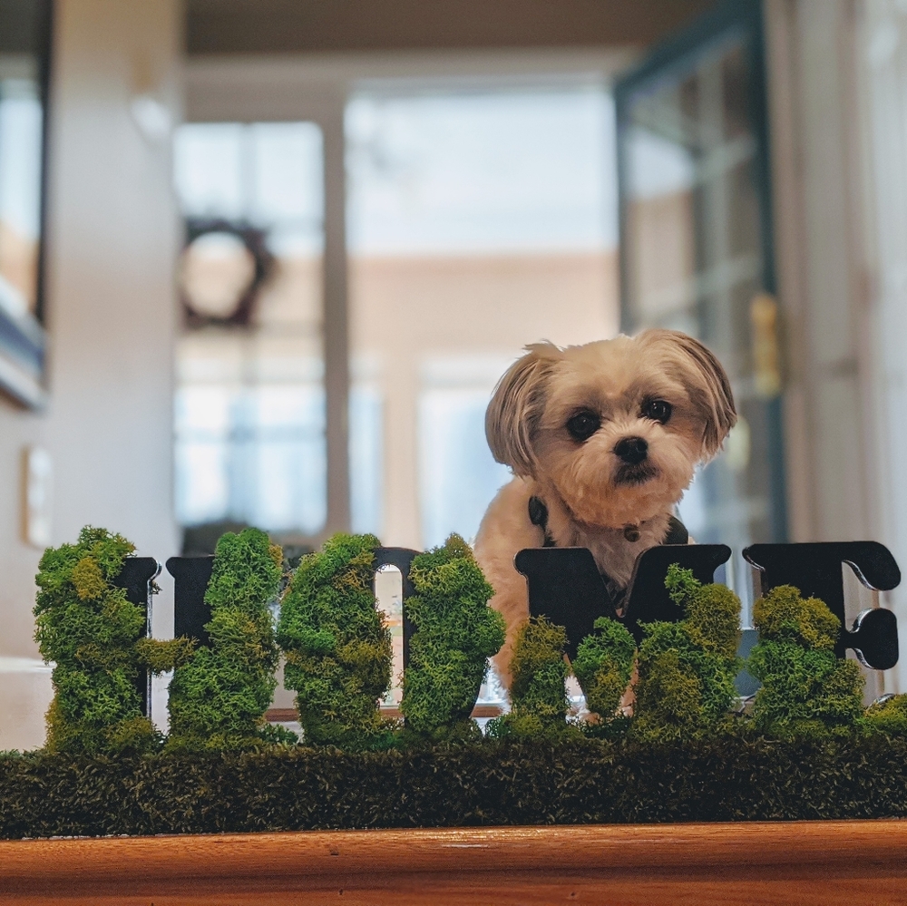 Preserved Moss Wooden Home Word Decorative Sign Fr